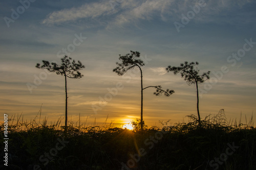 three silhouette pine trees during sunset with little blue sky background at Phu Kradueng national park, Thailand