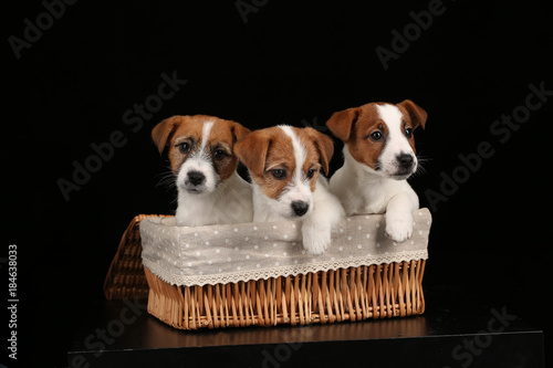 Small dogs in basket. Close up. Black background