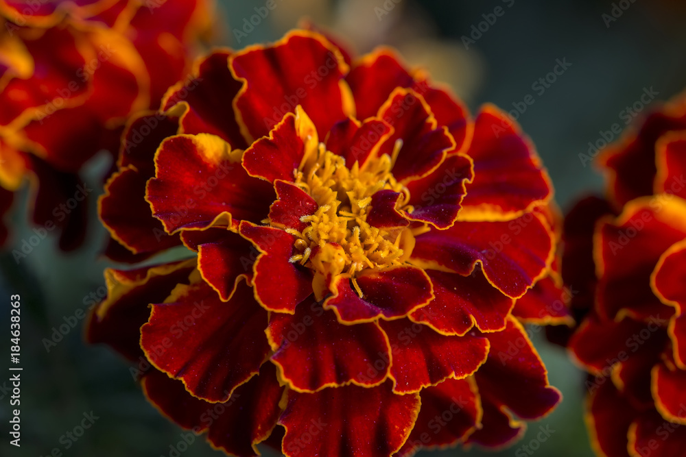 Red Marigold flower