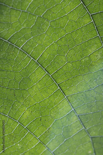 Close up of veins of leaf