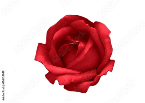 red rose isolated on white background