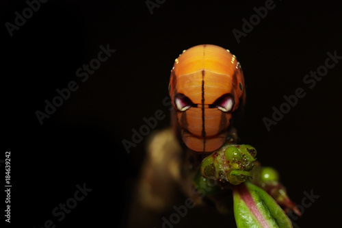 Image of Caterpillar Oleander Hawk-moth (Daphnis nerii) on tree branch on black background. Worm. Insect. Animal. photo