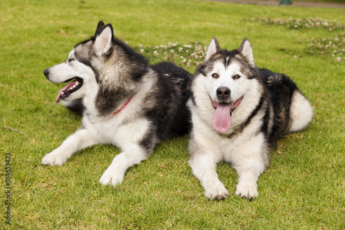 Alaskan Malamute Female Dogs Outdoors Portrait