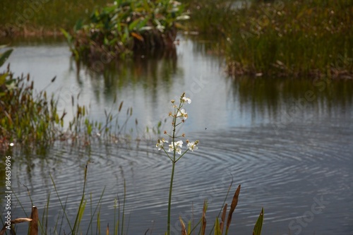 marsh