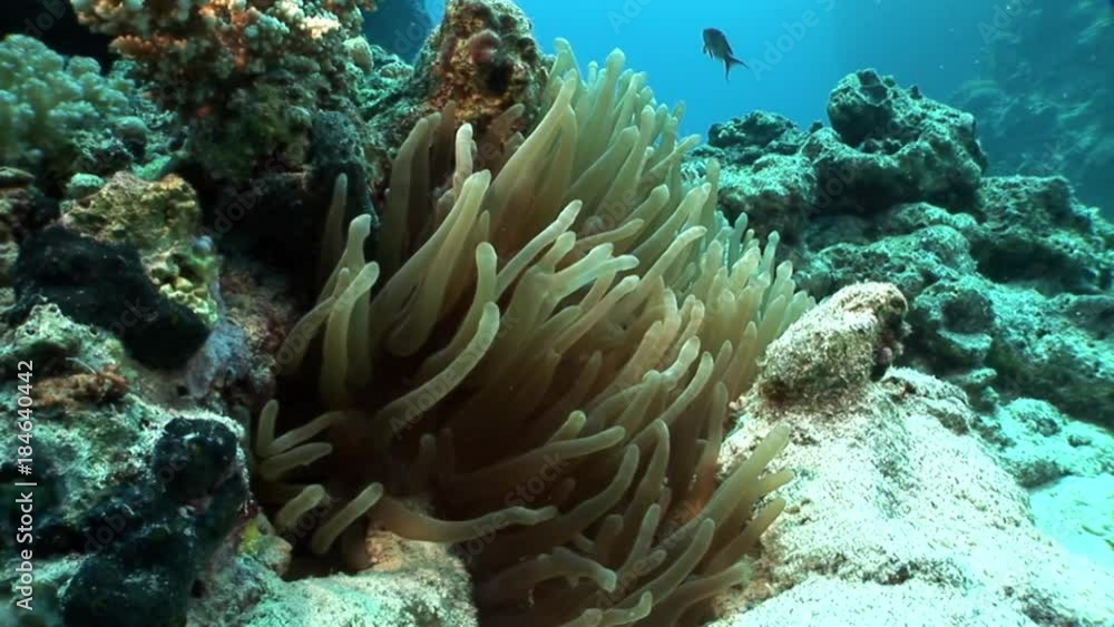 Stichodactylidae Magnificent anemone and clown fish in underwater Red sea. Marine nature underwater Red sea. Stichodactylidae Magnificent anemone and clown fish in underwater Red sea. Marine nature underwater Red sea.