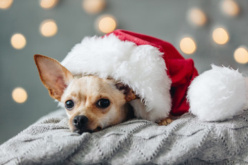Christmas dog lying down on decorated  living room. Winter vacation concept, domestic pets on holidays