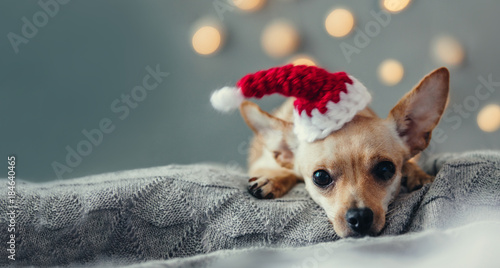 Christmas dog lying down on decorated  living room. Winter vacation concept, domestic pets on holidays