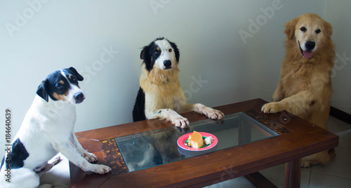 Fotografi Vamos comer
