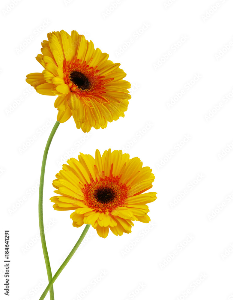 Two yellow Gerber flowers, daisies isolated on white