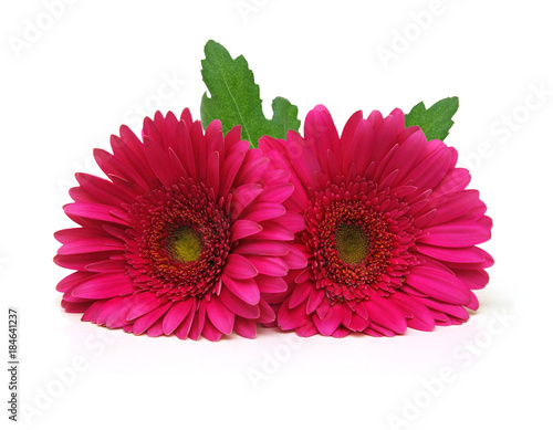 Gerbera daisy flowers on white background