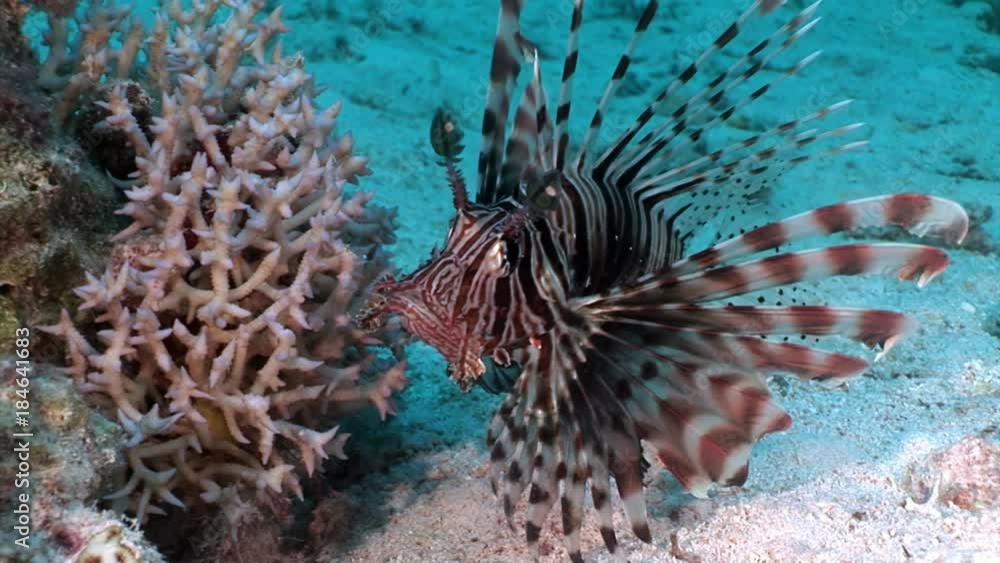 Striped poisonous fish Common lionfish Pterois volitans on bottom of Red sea. Relax underwater video about marine nature. Striped poisonous fish Common lionfish Pterois volitans on bottom of Red sea. Relax underwater video about marine nature.