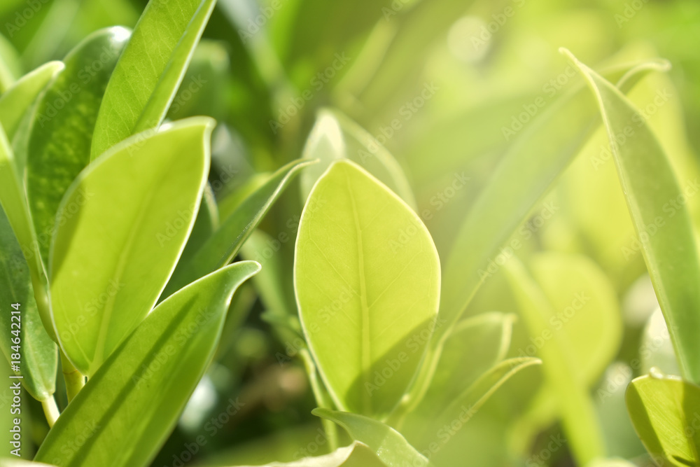 Leaf In the morning and sunshine