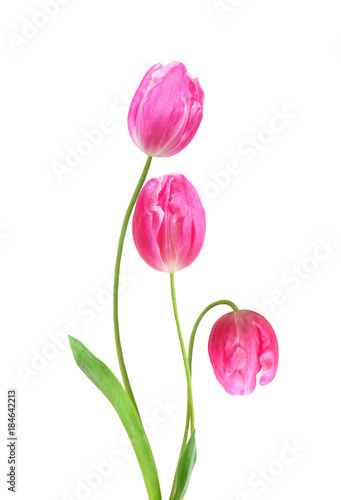 Bouquet of tulip on a white background. Clipping path