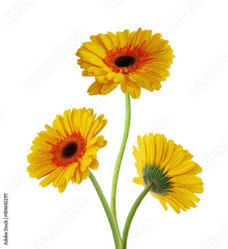 Yellow Gerber flowers  daisies isolated on white