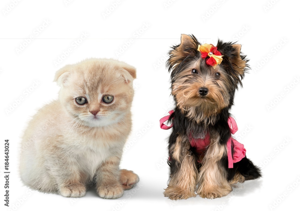 Cat. Cat.