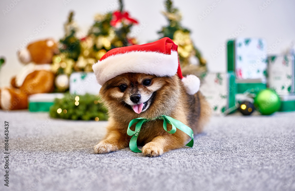 The symbol of the new 2018 is a yellow dog on the background of a decorated Christmas tree. New year dog. The symbol of the new 2018 is a yellow dog on the background of a decorated Christmas tree. New year dog.
