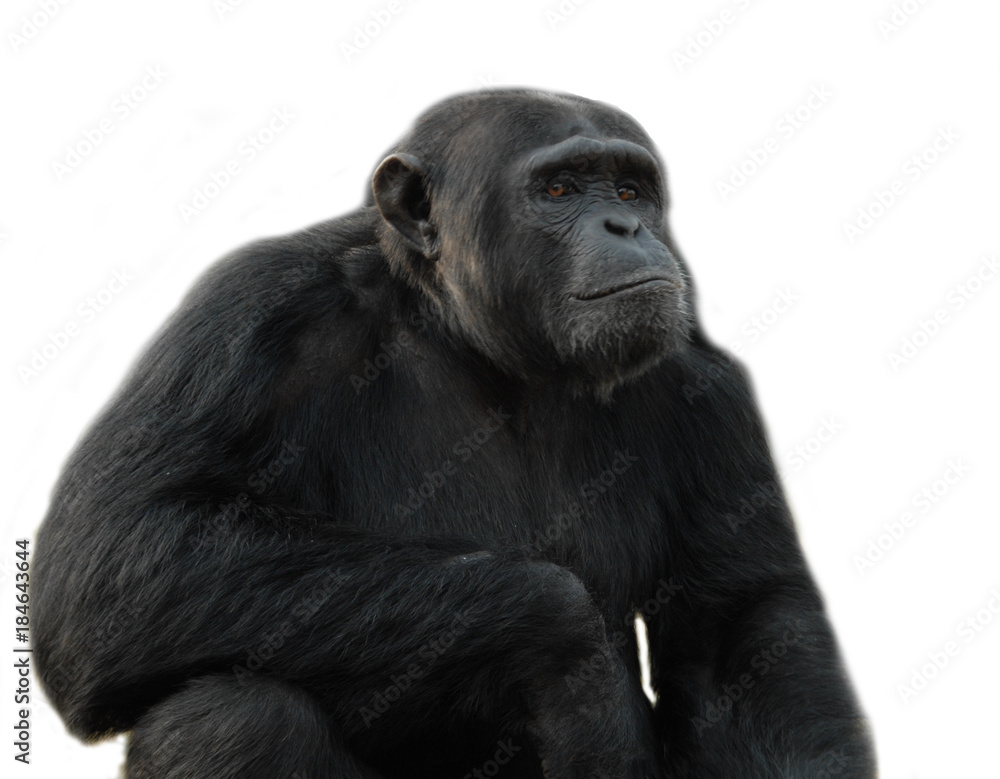 Chimpanzee isolated on white Chimpanzee isolated on white
