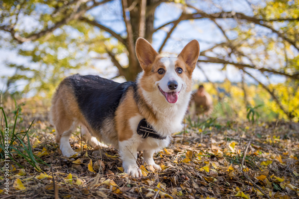 Corgi Dog in the woods Corgi Dog in the woods
