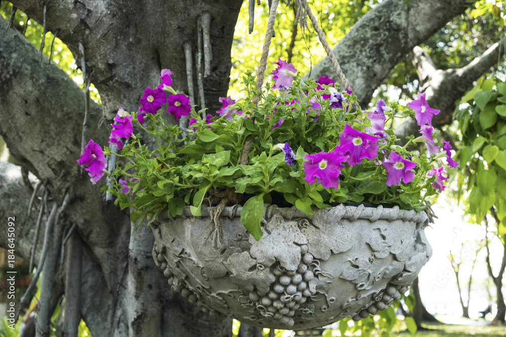 Purple flowers in a pot hung on a tree.