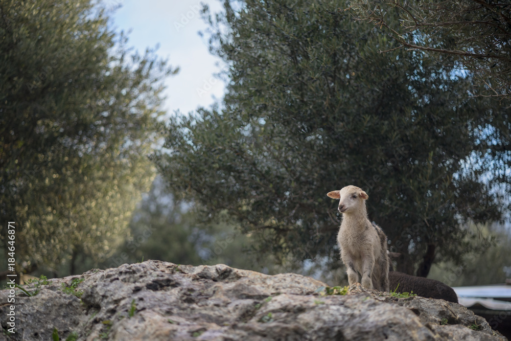 Lambs in a Mediterranean Olive Grove Playing at Dawn Lambs in a Mediterranean Olive Grove Playing at Dawn