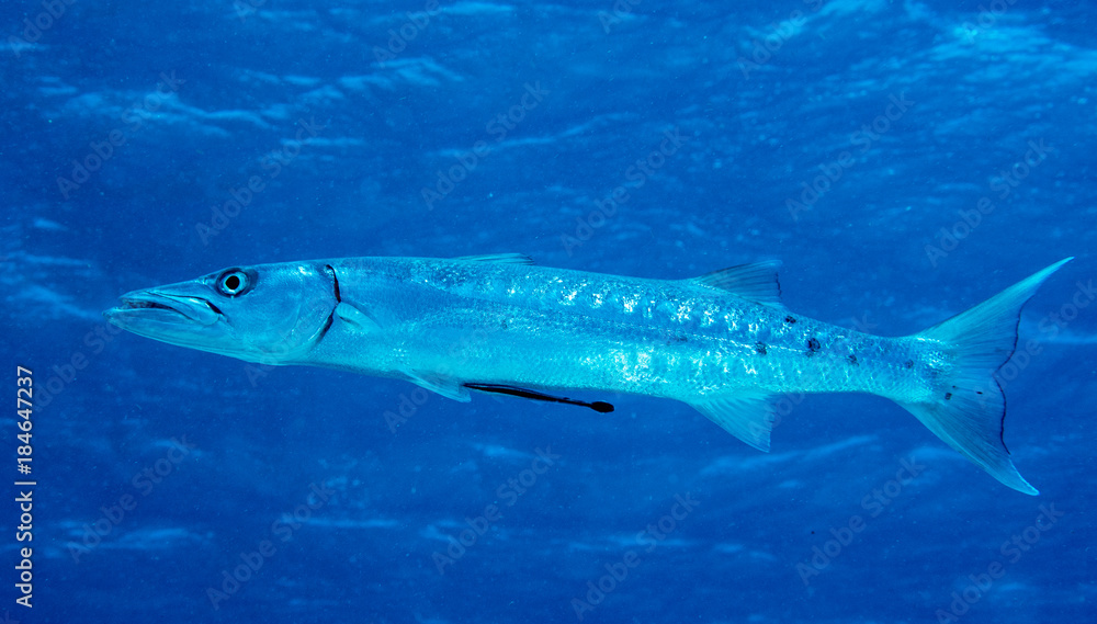 Fototapeta premium Barracuda