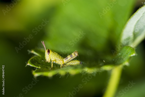 Grasshopper Baby Enlarged