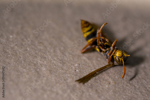 Dead Wasp