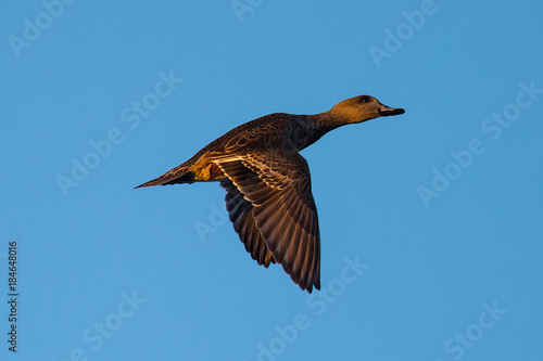 wild duck flying in the warm sunset light 