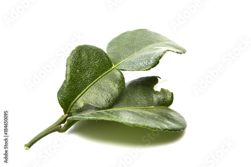 close up of kaffir lime leave on white