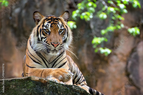 Portrait of a Sumatran tiger lying on a rock, Indonesia photo