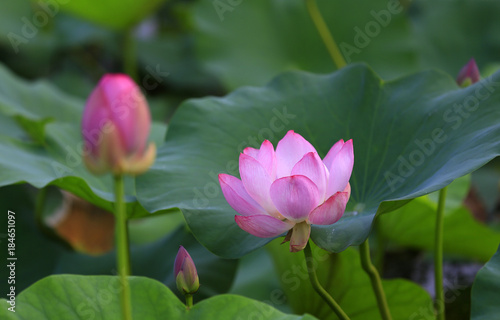 The lotus is in full bloom in the pond