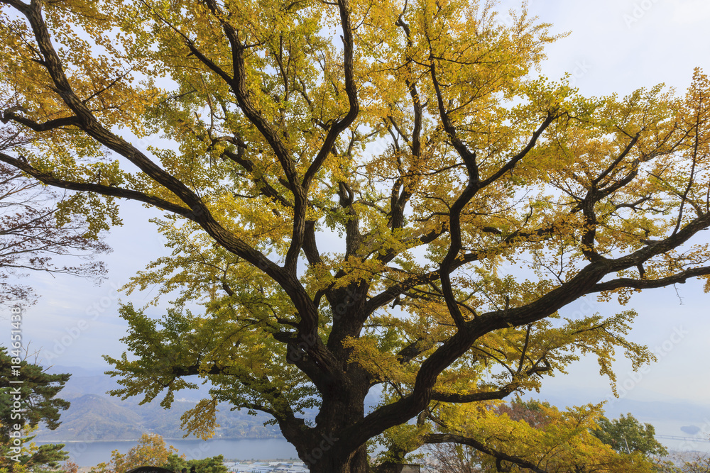 big old ginkgo tree at the korean traditional national temple at the fall. big old ginkgo tree at the korean traditional national temple at the fall.
