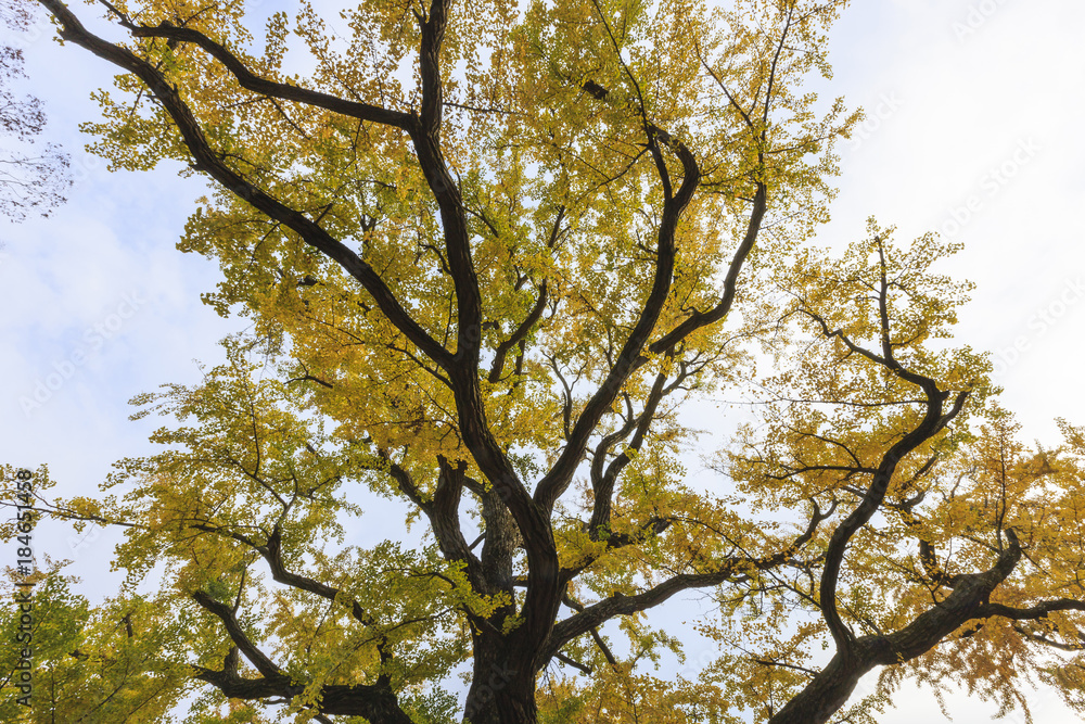 Fototapeta premium big old ginkgo tree at the korean traditional national temple at the fall.