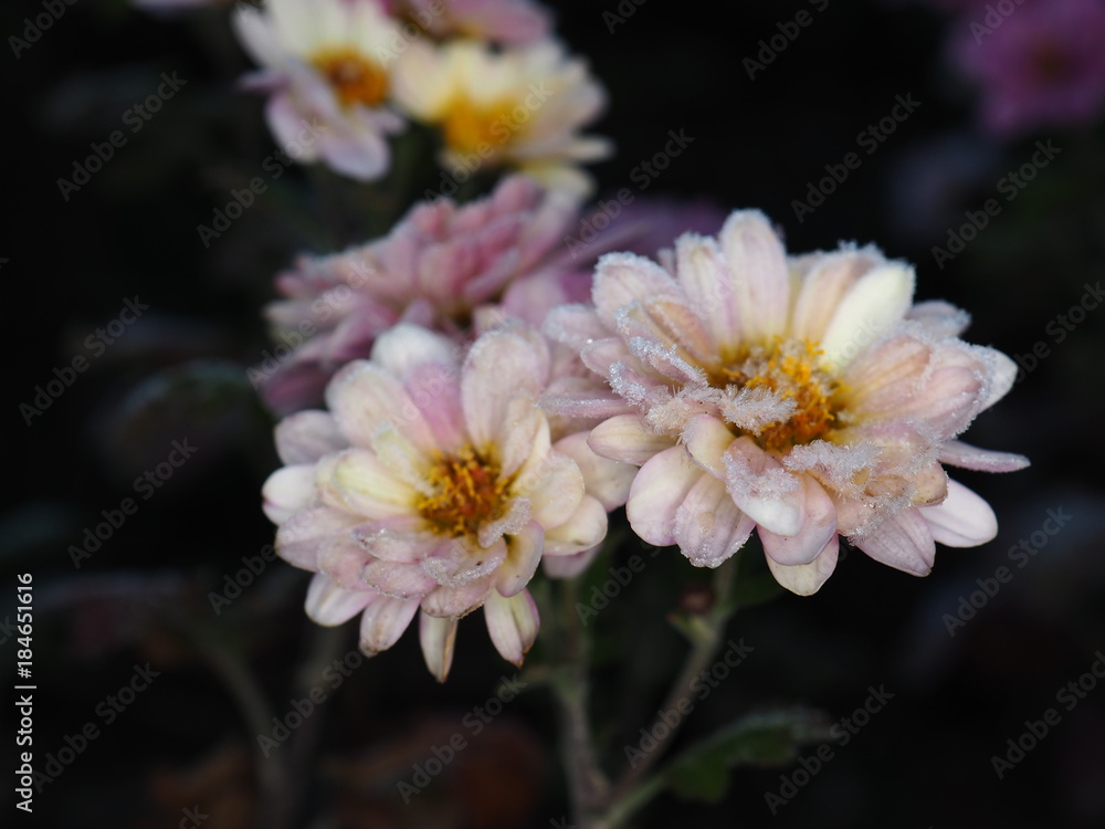 Obraz premium OLYMPUS DIGITAL CAMERA