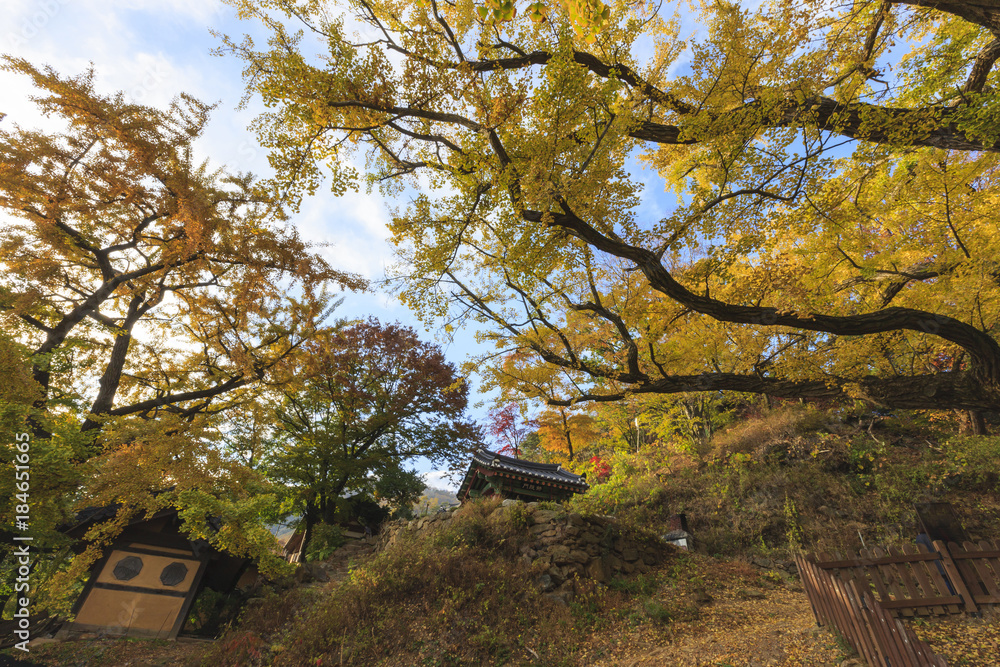 big old ginkgo tree at the korean traditional national temple at the fall. big old ginkgo tree at the korean traditional national temple at the fall.