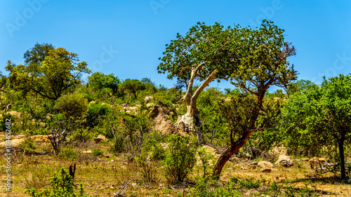 Forest with Mopane Trees in northern part of Kruger National Park, a large game reserve in South Africa