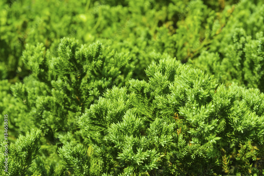 Leaves on pine branch