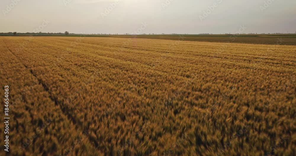 Aerial shot of a green field of wheat Aerial shot of a green field of wheat
