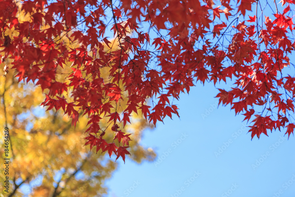 red maple tree in korean royal palace, Gyeongbokgung, landscape red maple tree in korean royal palace, Gyeongbokgung, landscape