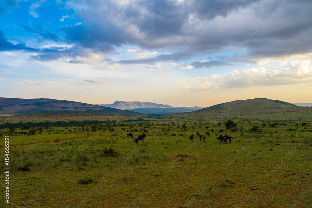 Masai Mara National Park in Kenya