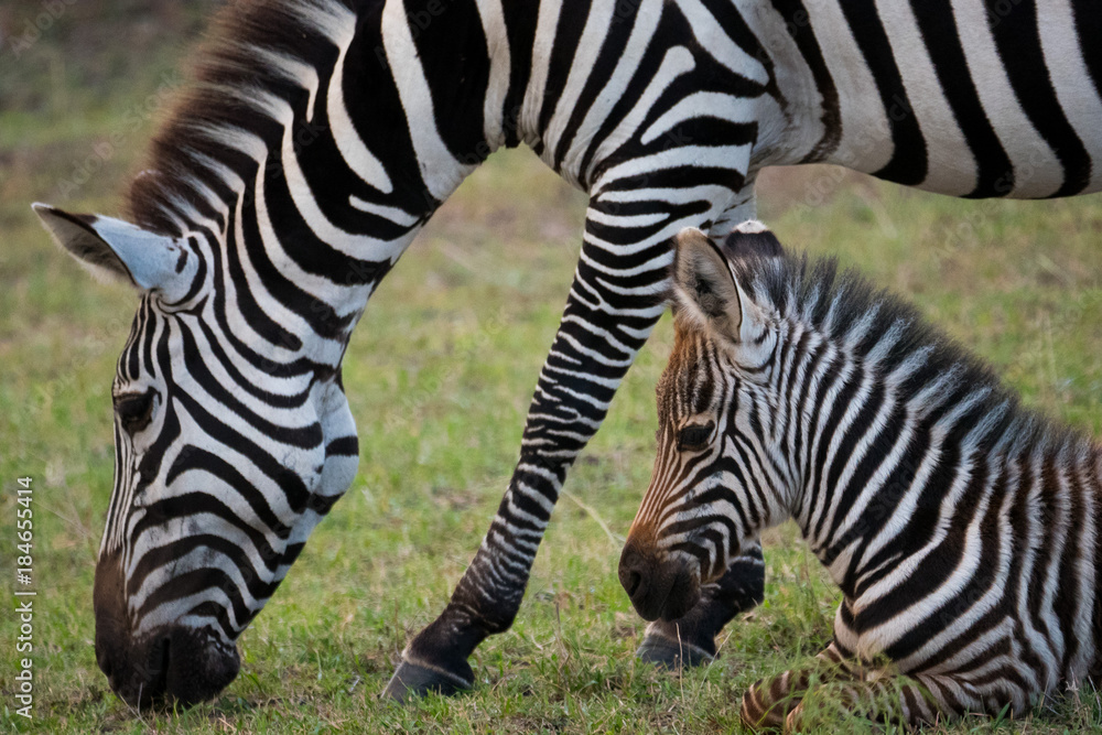 Zebra in Masai Mara National Park Zebra in Masai Mara National Park
