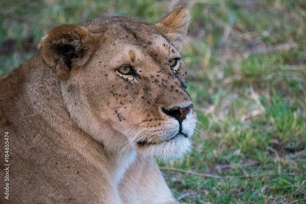 Lioness in Masai Mara Lioness in Masai Mara