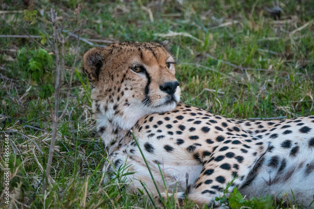 Cheetah in the Masai Mara National Park Cheetah in the Masai Mara National Park