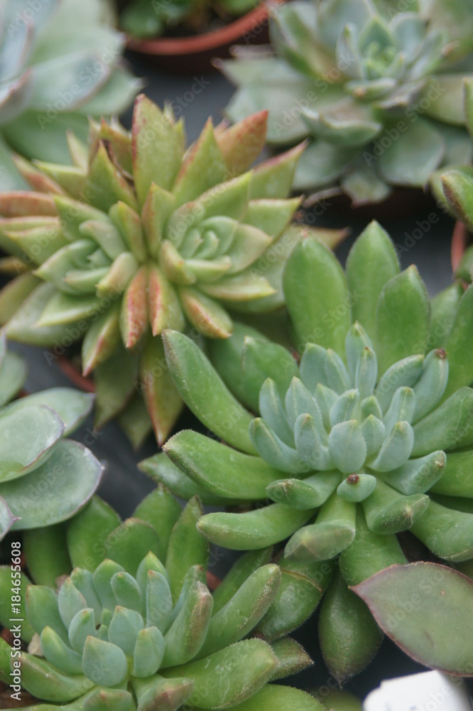 Thick leaf succulents show a different kind of beauty Thick leaf succulents show a different kind of beauty