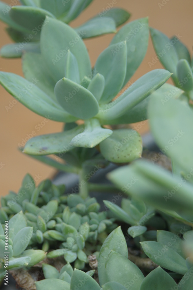 Obraz premium Thick leaf succulents show a different kind of beauty