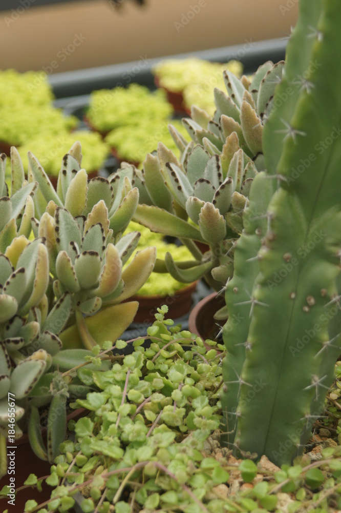 Thick leaf succulents show a different kind of beauty Thick leaf succulents show a different kind of beauty