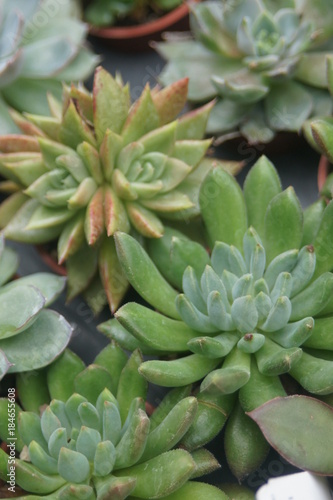 Thick leaf succulents show a different kind of beauty