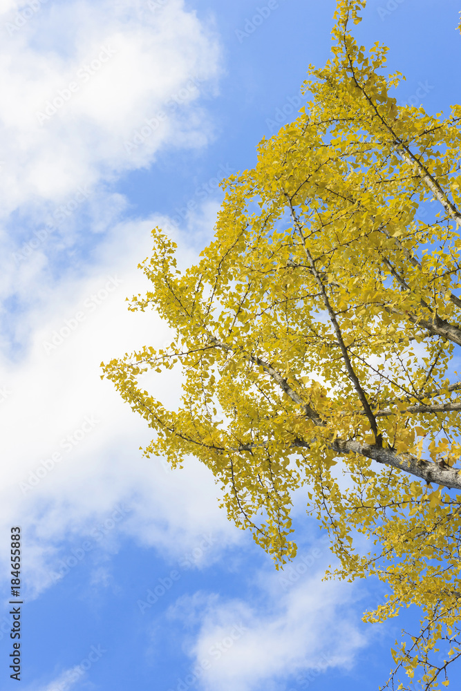 ginkgo, korean royal palace, Gyeongbokgung, landscape ginkgo, korean royal palace, Gyeongbokgung, landscape