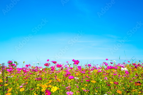 cosmos flowers field with blue sky background © rueangrit