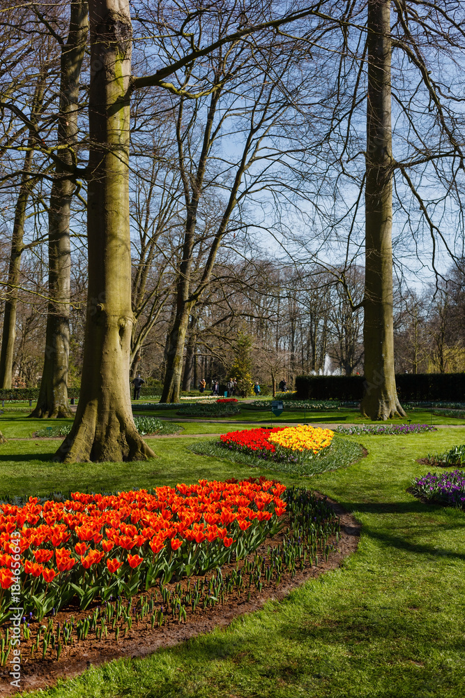 spring park with tulips
